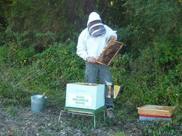 La ruche Macareux moine