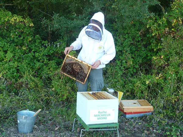 La ruche Macareux moine