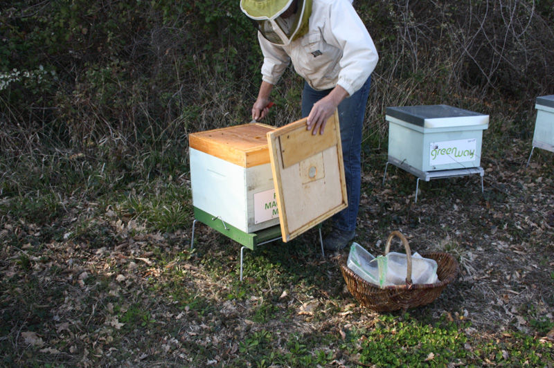 La ruche Macareux moine