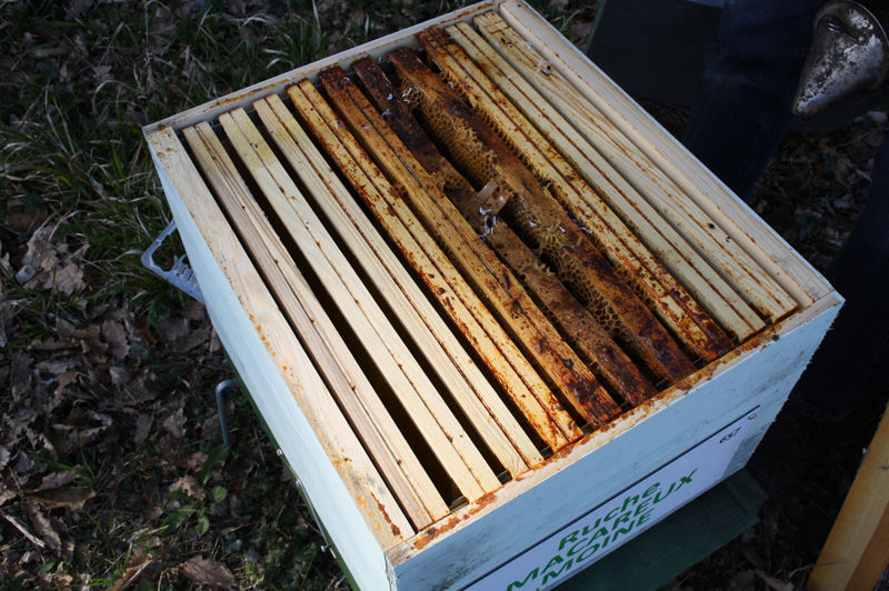 La ruche Macareux moine