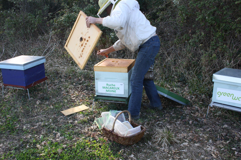 La ruche Macareux moine