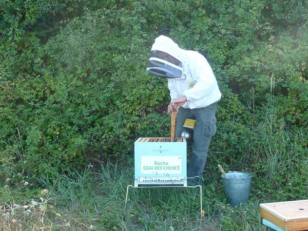 La ruche Macareux moine