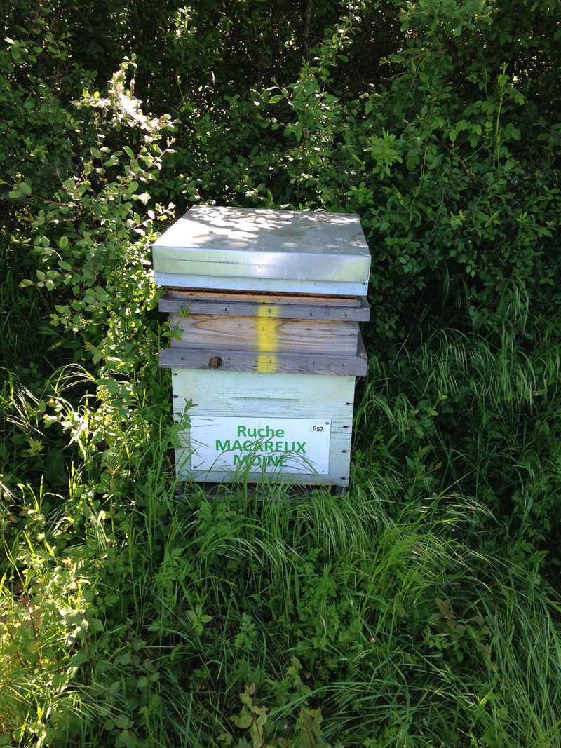 La ruche Macareux moine