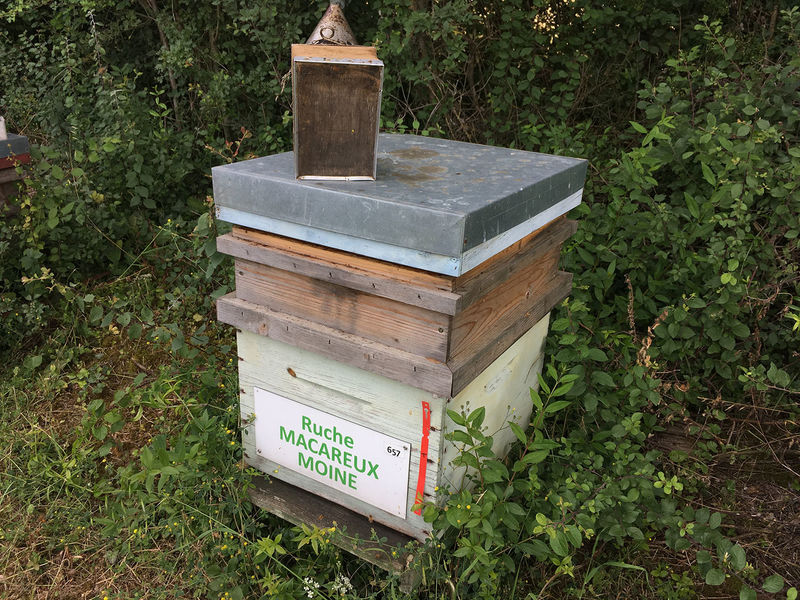 La ruche Macareux moine