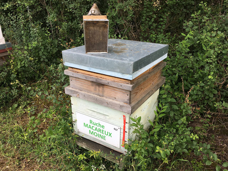 La ruche Macareux moine