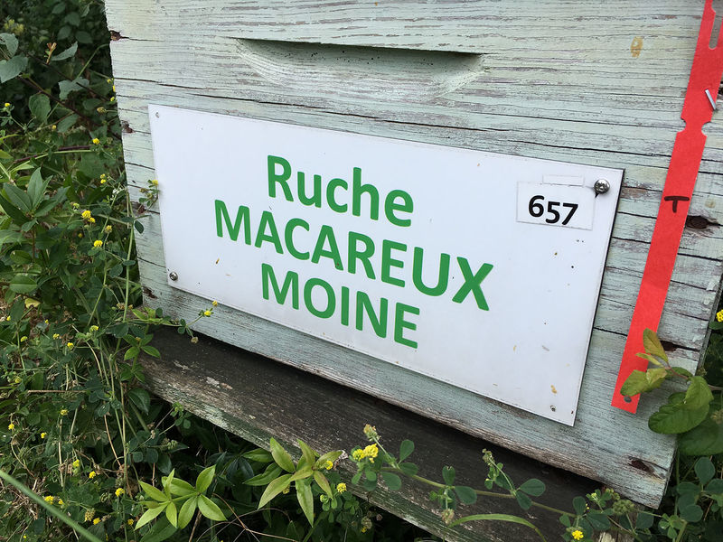 La ruche Macareux moine