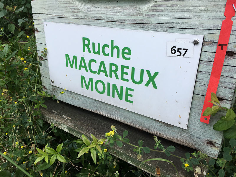 La ruche Macareux moine