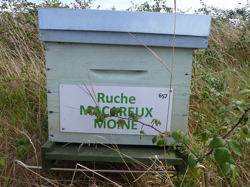 La ruche Macareux moine