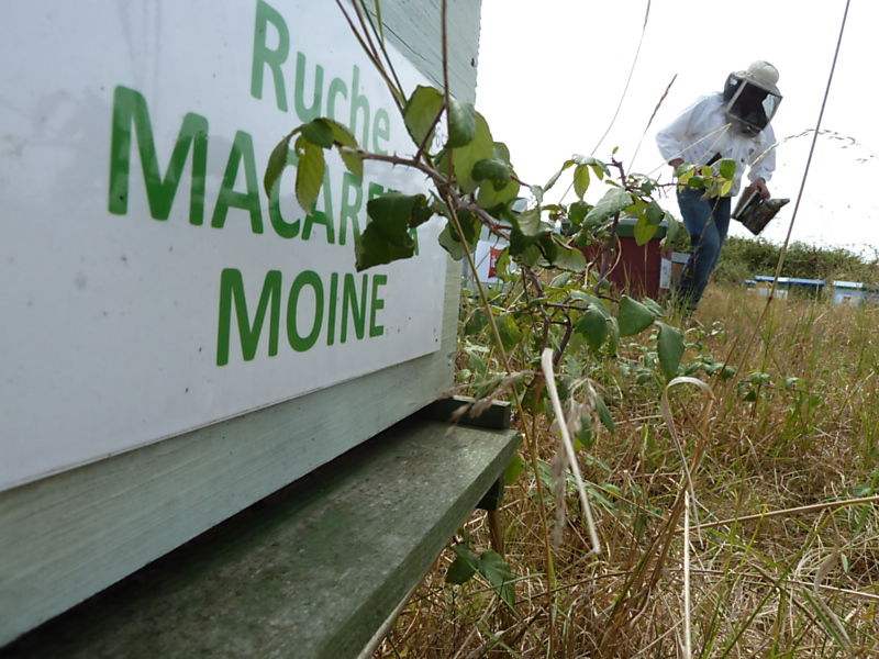 La ruche Macareux moine