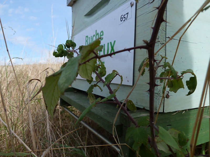 La ruche Macareux moine