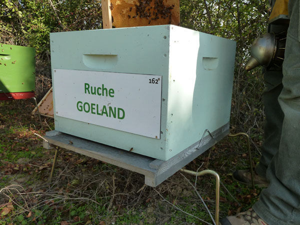 La ruche Goéland