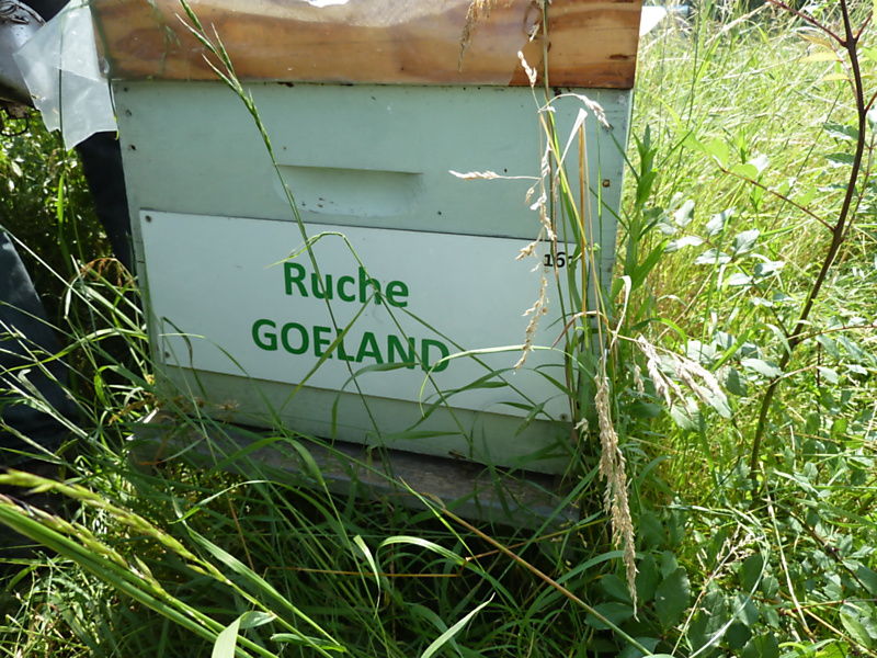La ruche Goéland