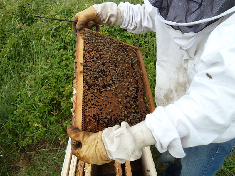 La ruche Martinet a ventre blanc