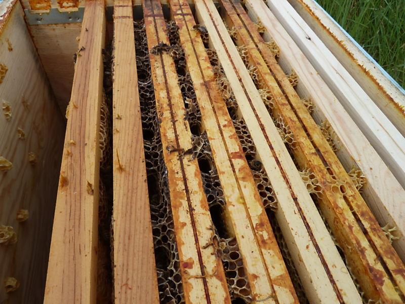 La ruche Martinet a ventre blanc