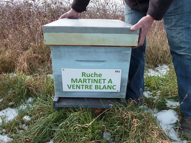 La ruche Martinet a ventre blanc