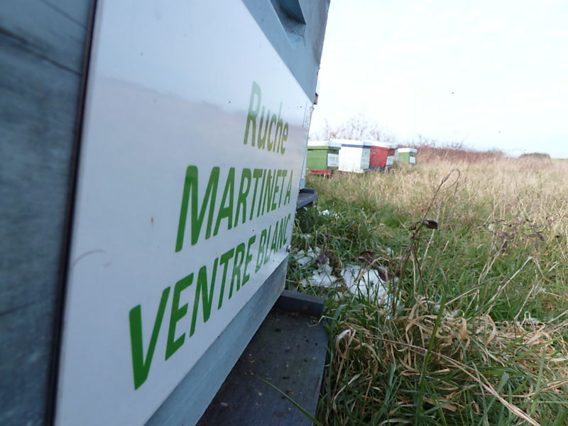 La ruche Martinet a ventre blanc