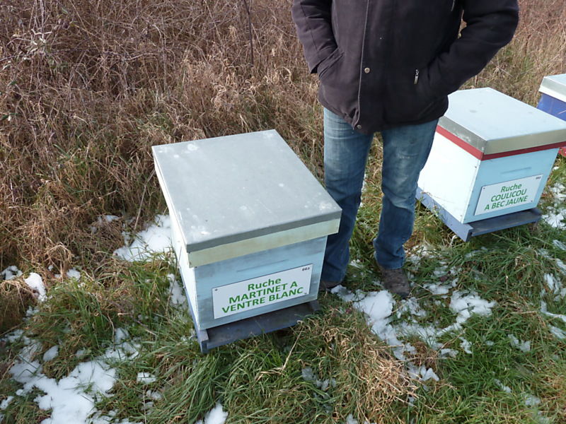 La ruche Martinet a ventre blanc