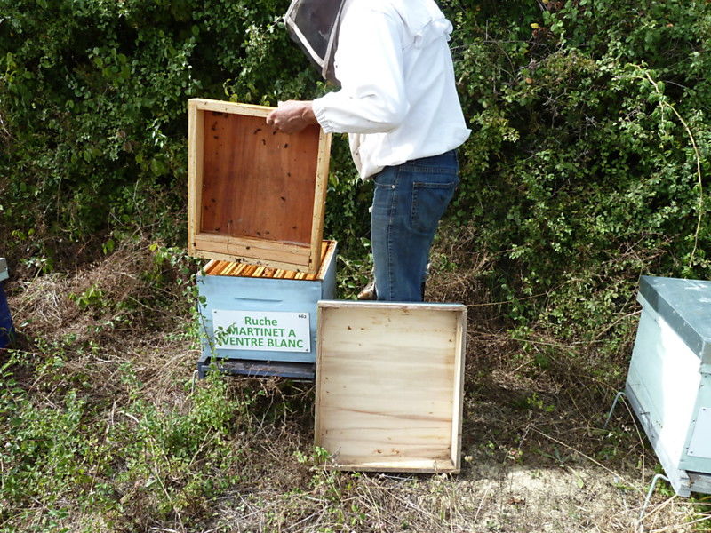 La ruche Martinet a ventre blanc