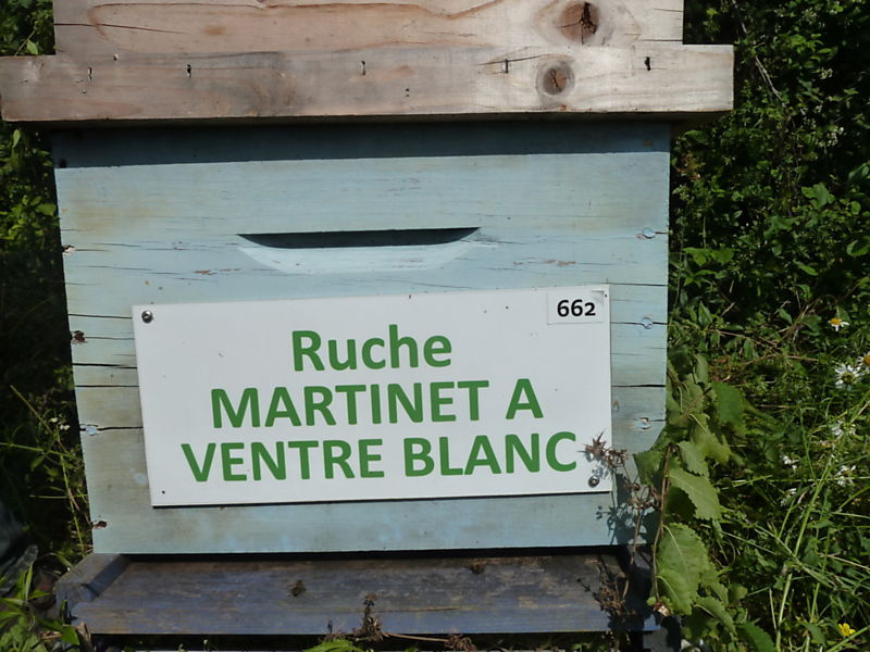 La ruche Martinet a ventre blanc