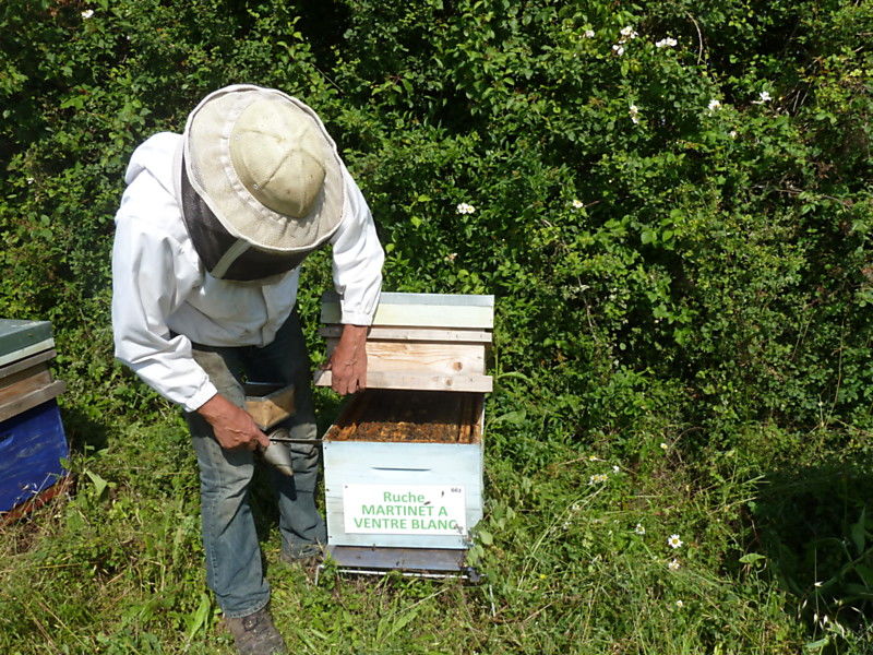 La ruche Martinet a ventre blanc