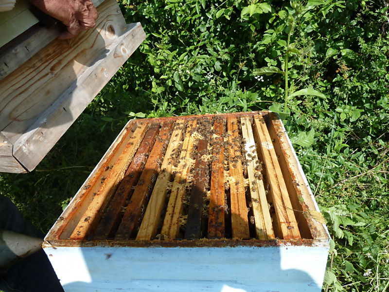 La ruche Martinet a ventre blanc