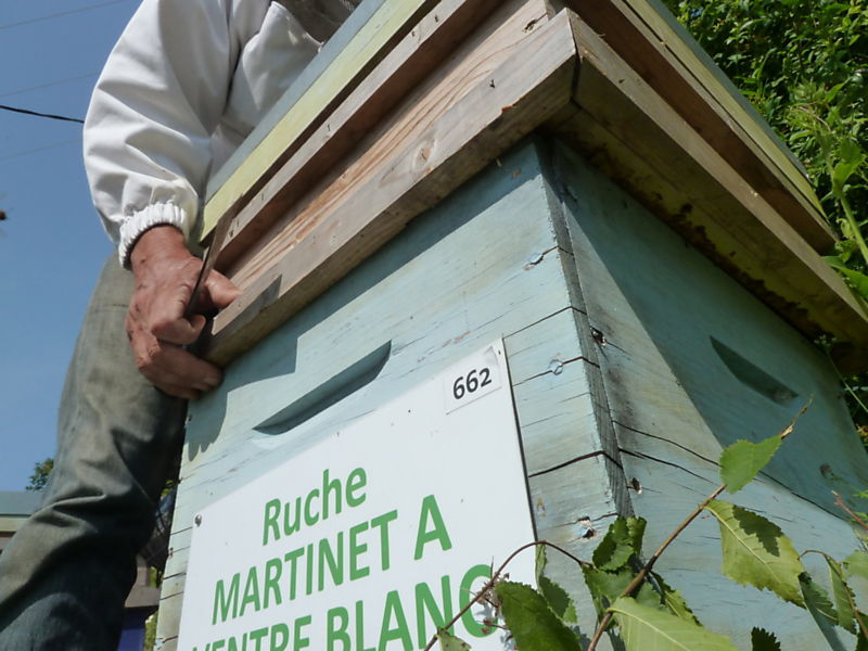 La ruche Martinet a ventre blanc