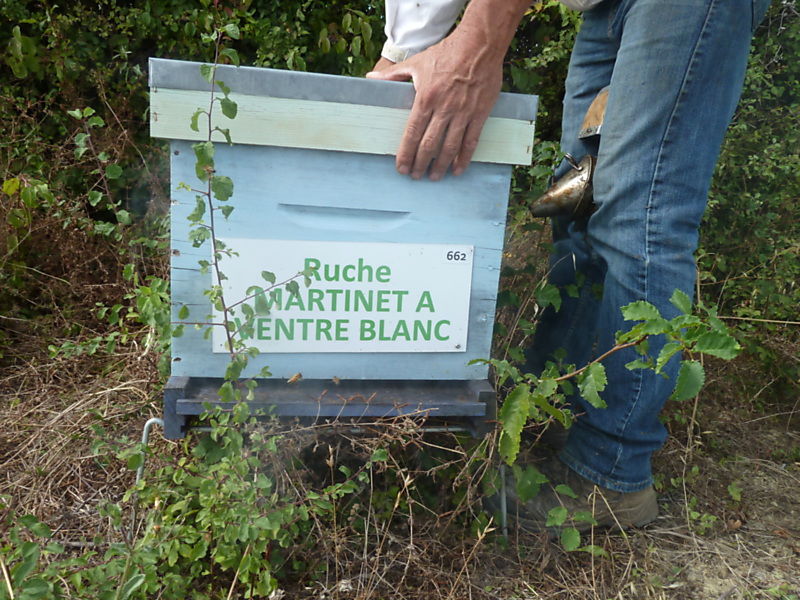 La ruche Martinet a ventre blanc