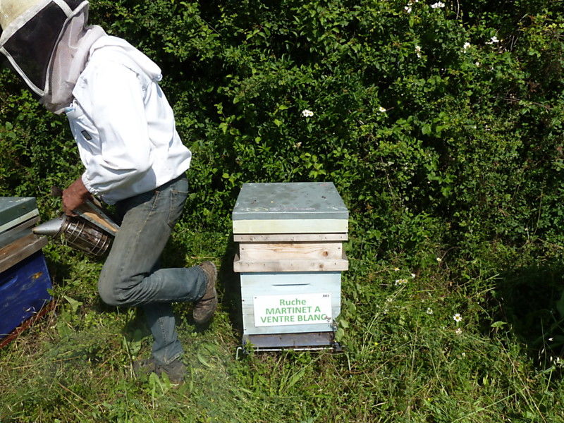 La ruche Martinet a ventre blanc