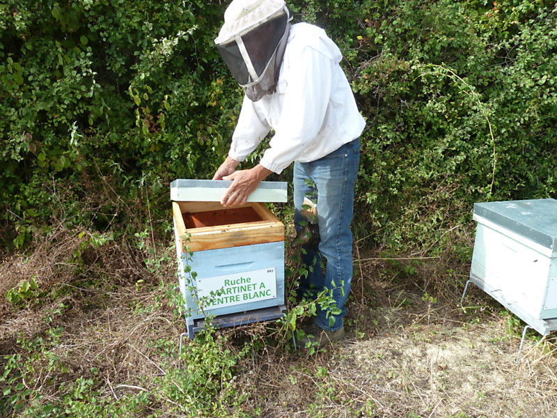 La ruche Martinet a ventre blanc
