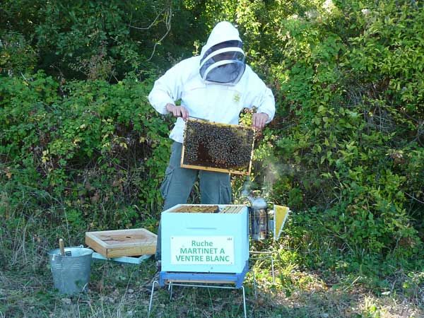 La ruche Martinet a ventre blanc