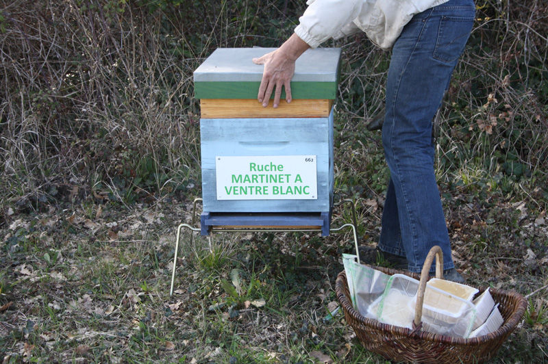 La ruche Martinet a ventre blanc