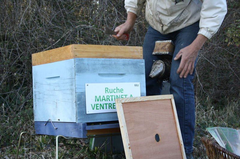 La ruche Martinet a ventre blanc