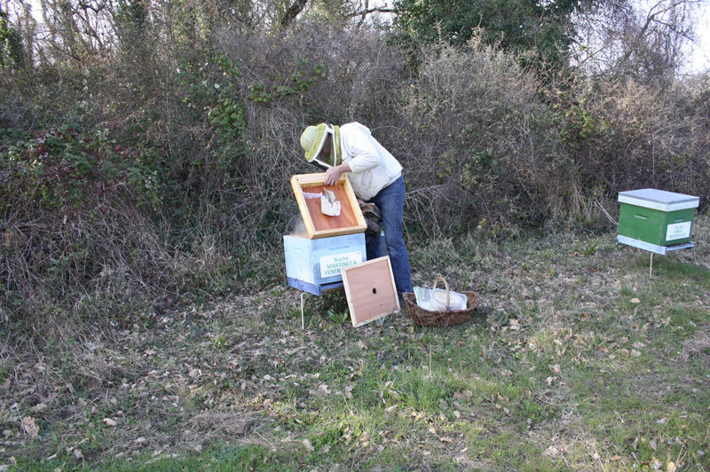 La ruche Martinet a ventre blanc