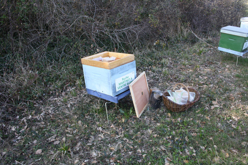 La ruche Martinet a ventre blanc