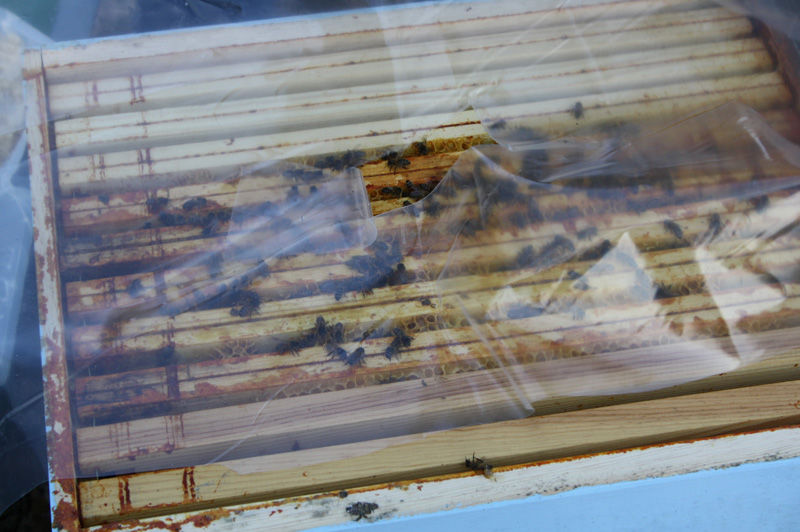 La ruche Martinet a ventre blanc