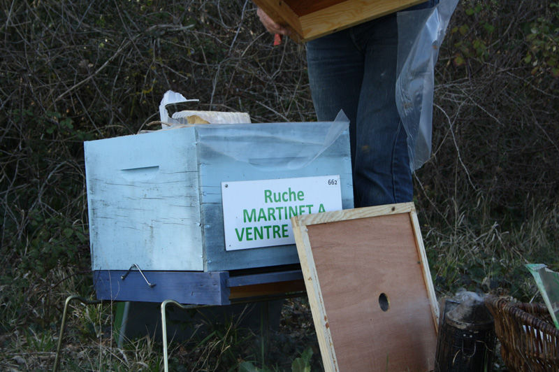La ruche Martinet a ventre blanc