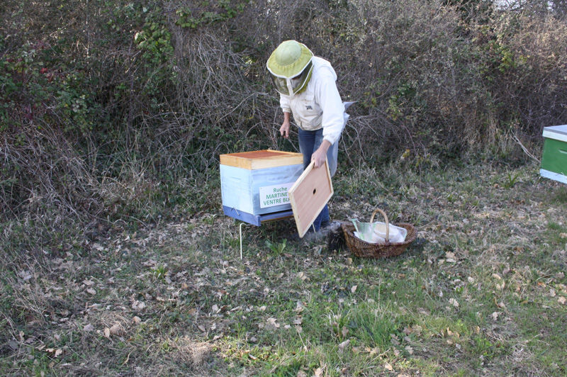 La ruche Martinet a ventre blanc
