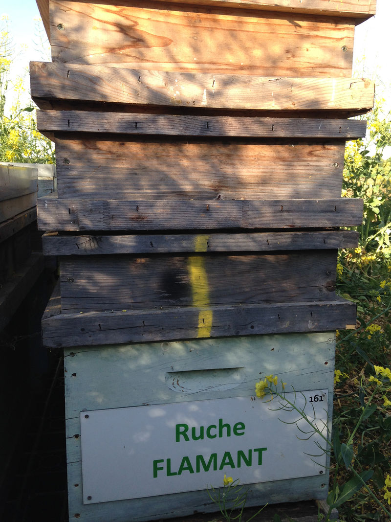 La ruche Martinet a ventre blanc