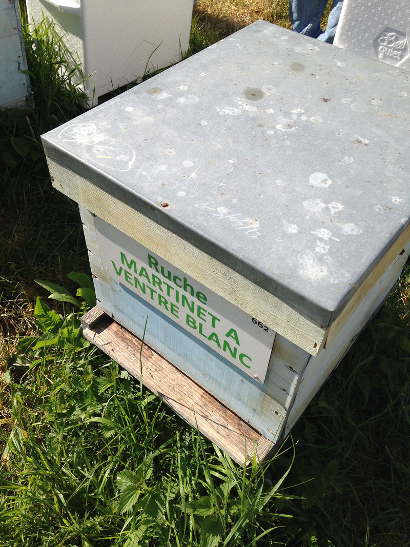 La ruche Martinet a ventre blanc