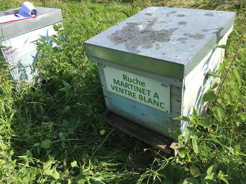La ruche Martinet a ventre blanc