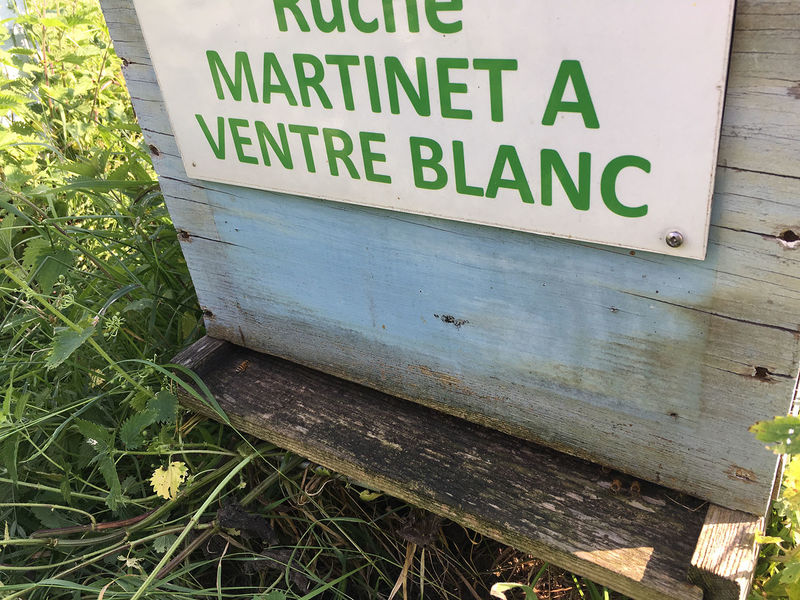 La ruche Martinet a ventre blanc