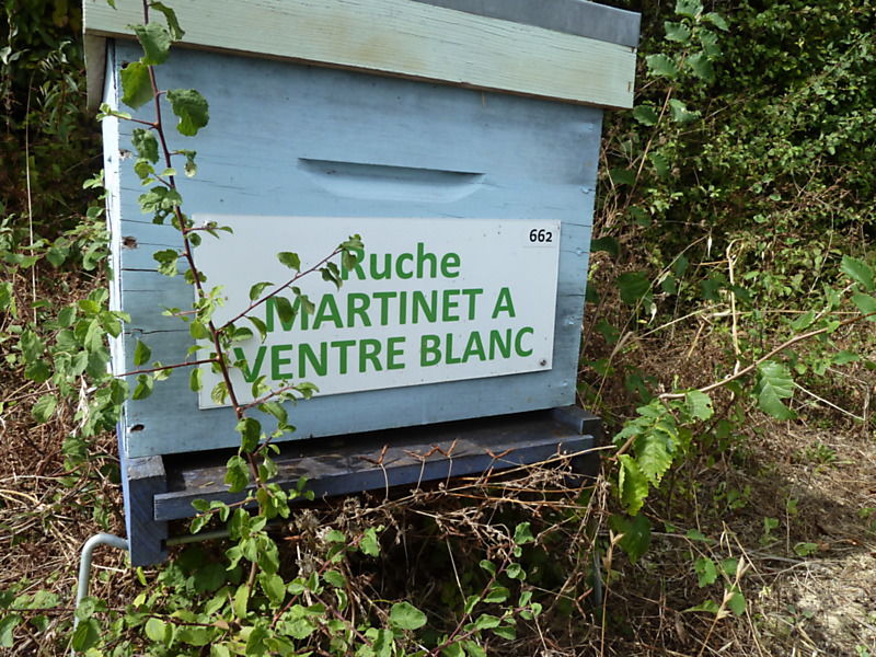 La ruche Martinet a ventre blanc