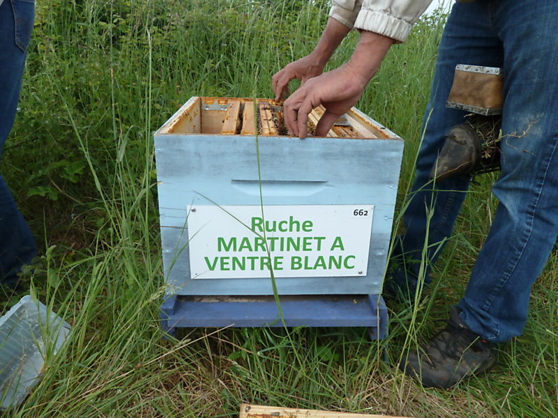La ruche Martinet a ventre blanc