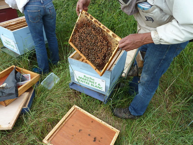 La ruche Martinet a ventre blanc