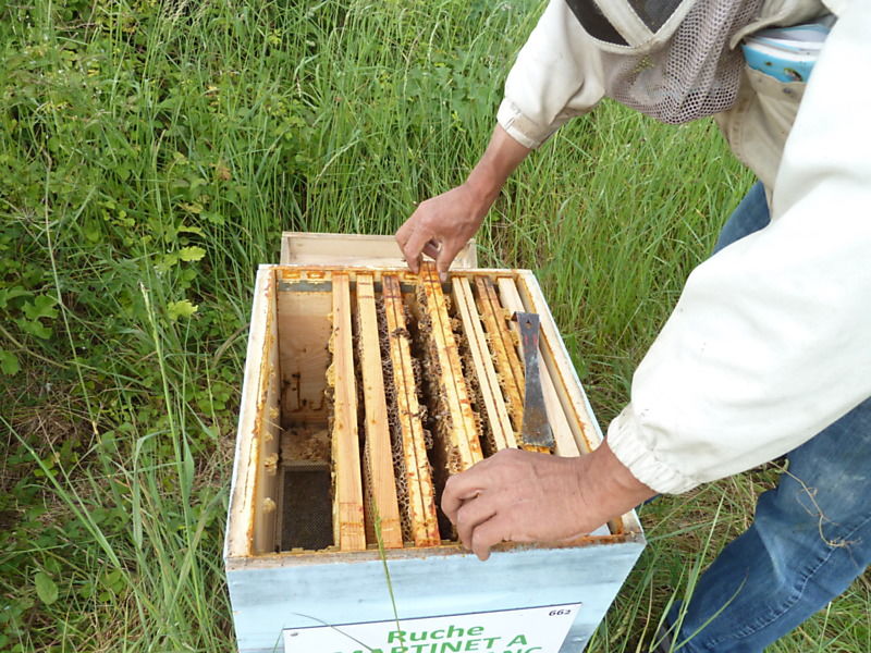 La ruche Martinet a ventre blanc
