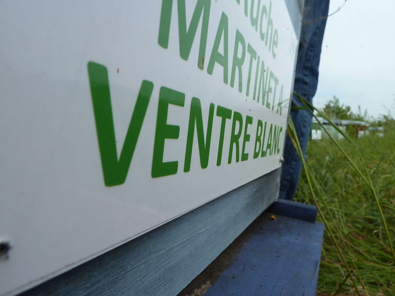 La ruche Martinet a ventre blanc