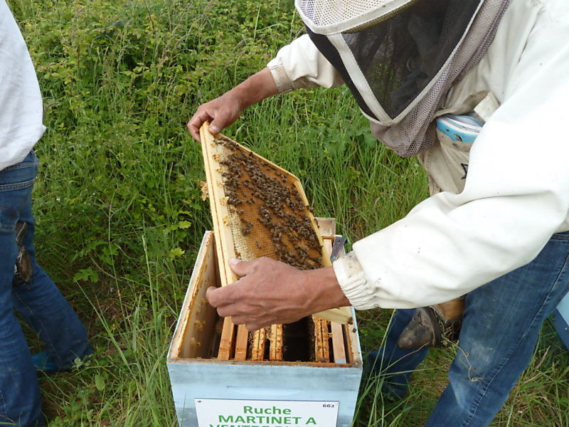 La ruche Martinet a ventre blanc