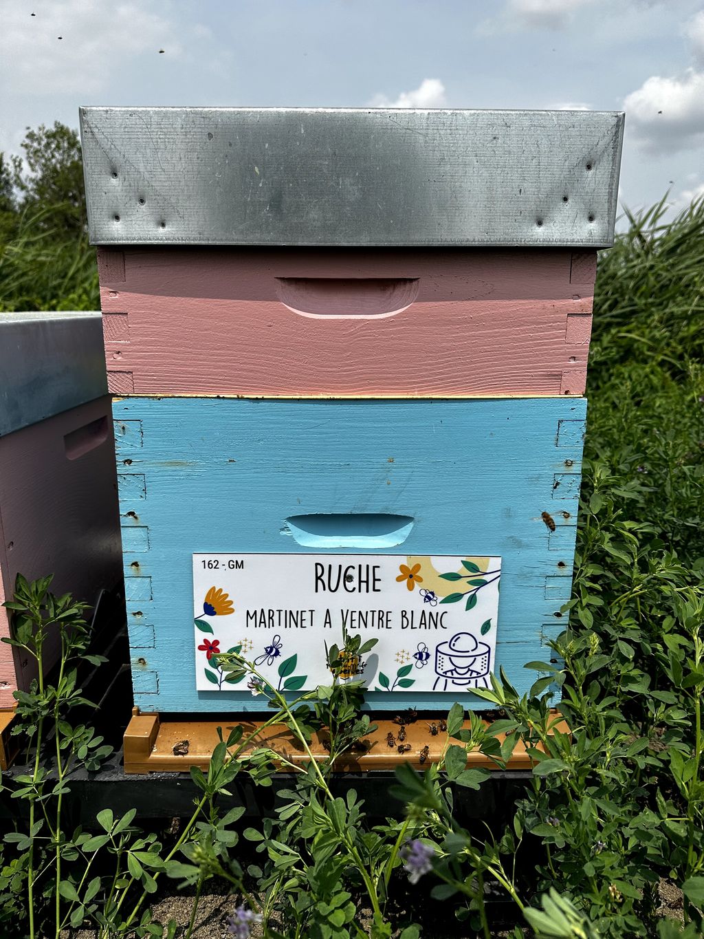 La ruche Martinet a ventre blanc