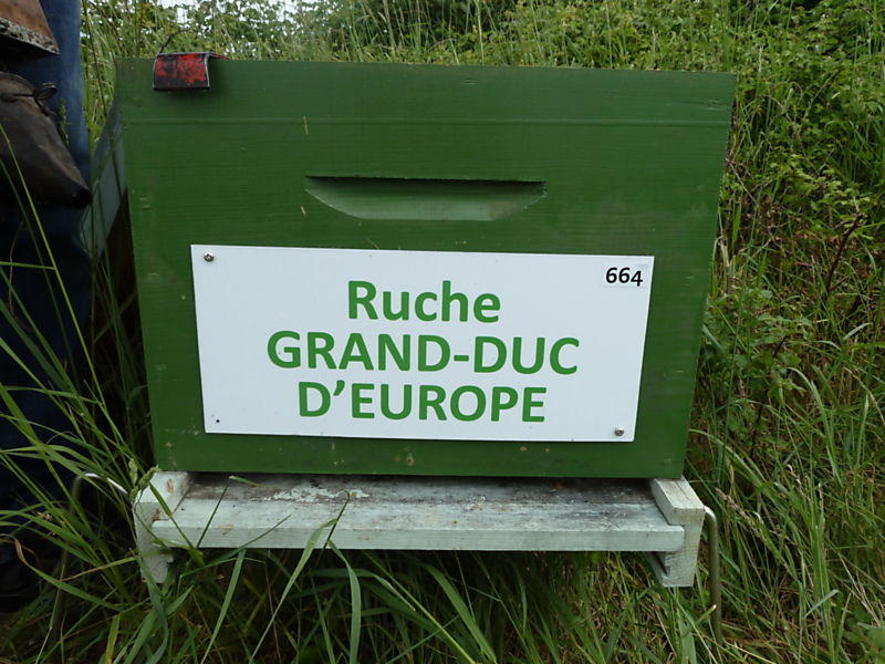 La ruche