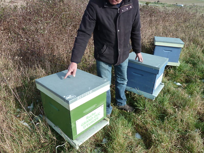 La ruche Grand-duc d europe